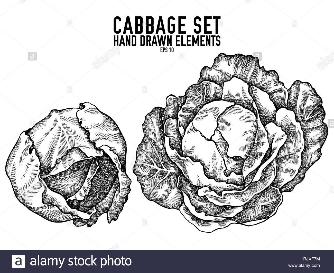 White Cabbage Black and White Stock Photos & Images Alamy