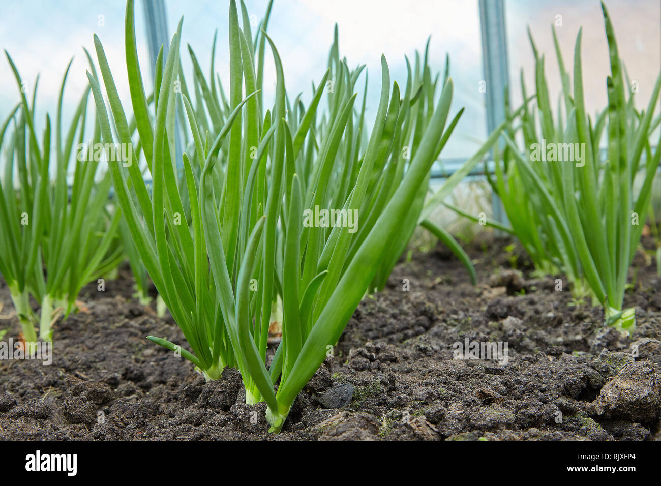 Young green onion on bed. green onion cultivation. Green onion field on