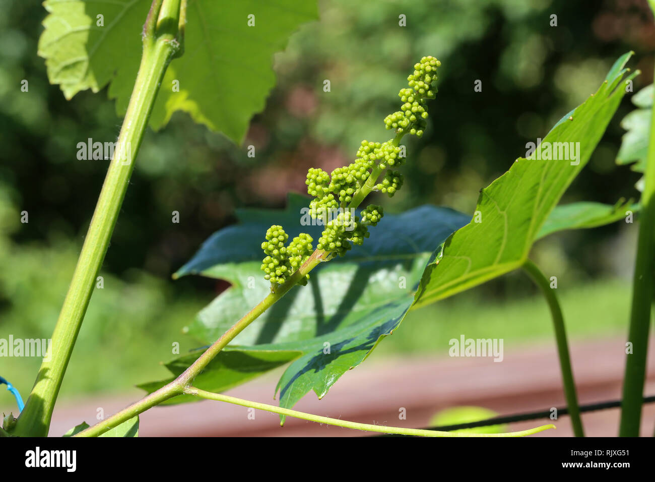 Grapes / In the garden ripen grapes Stock Photo Alamy