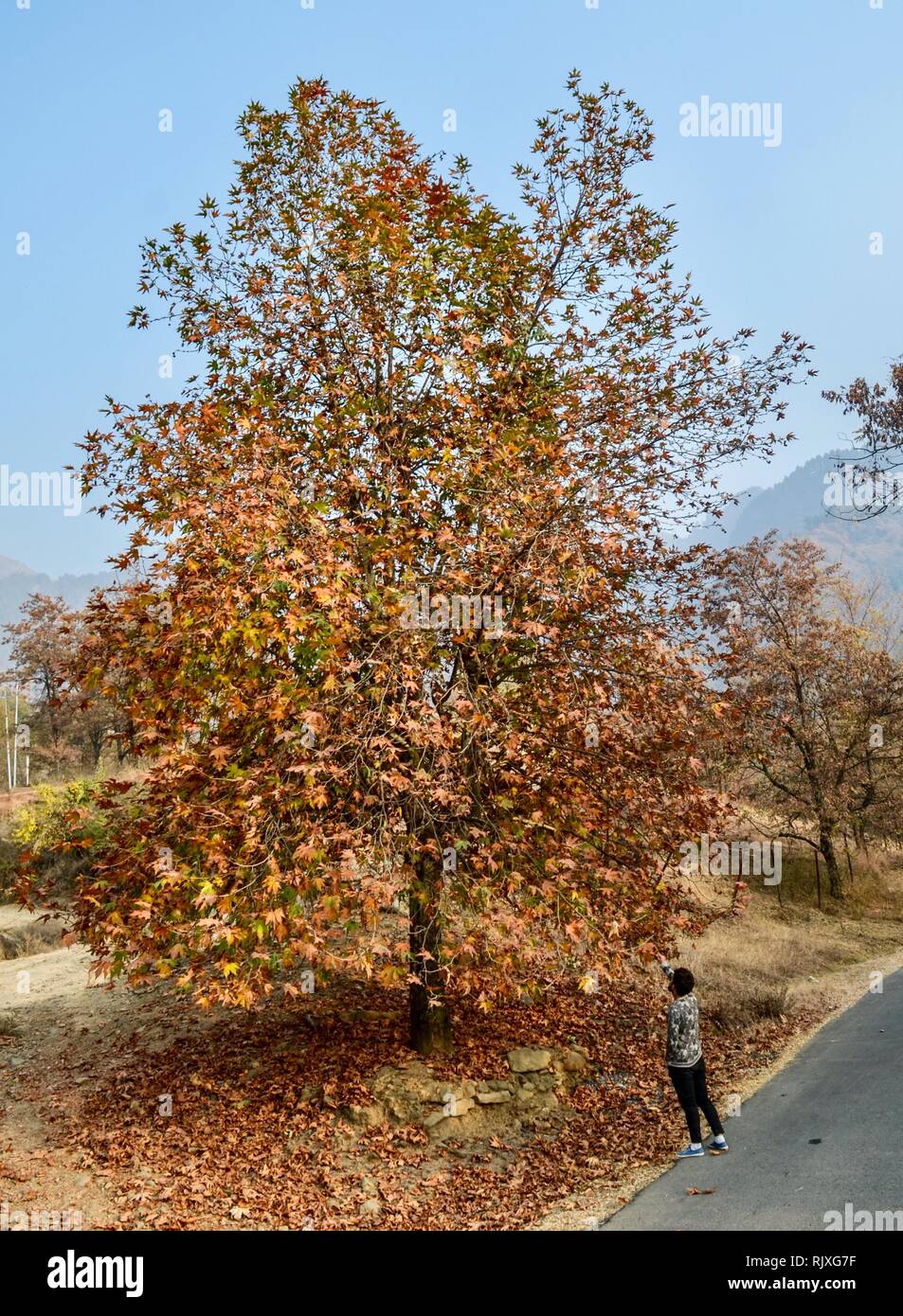 Picture of a Chinar tree taken during fall in Kashmir, India. Stock Photo