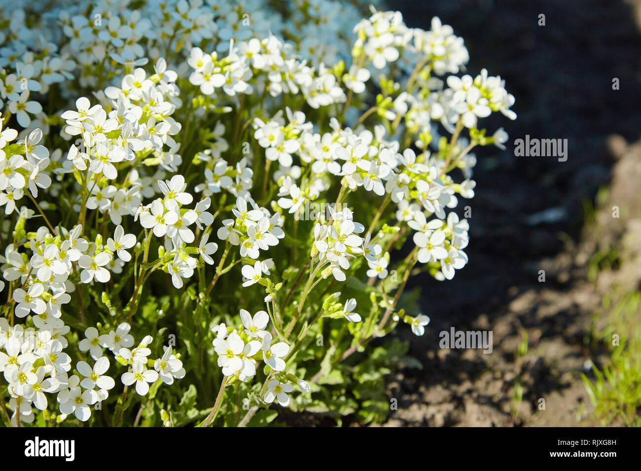 White arabis caucasica flowers in the garden Stock Photo