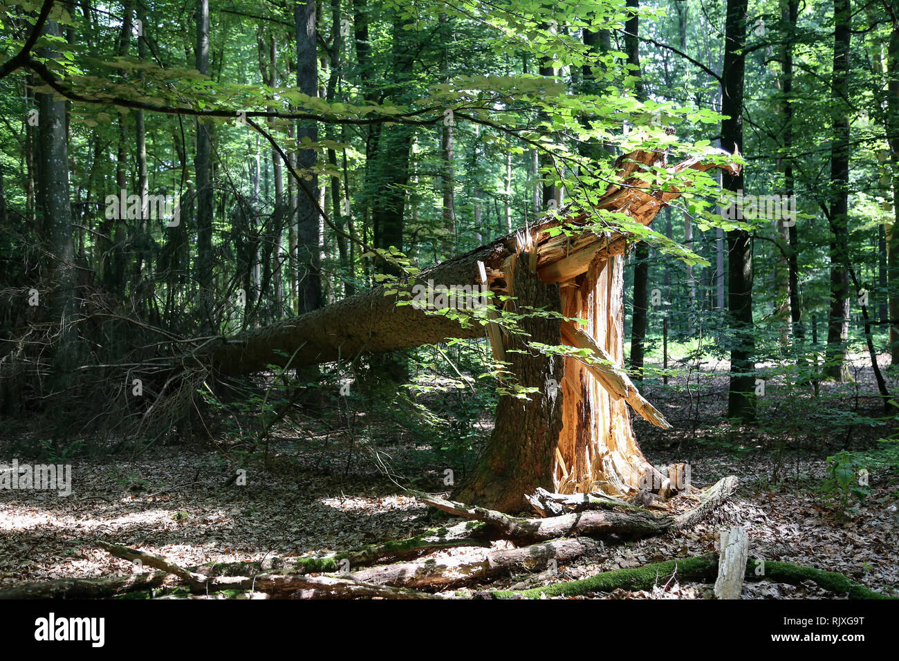 Tree fallen by storm on a forest path hi-res stock photography and ...