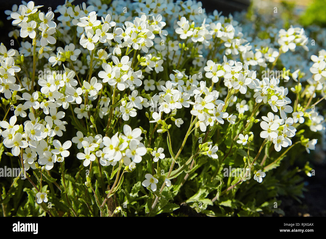 White arabis caucasica flowers in the garden Stock Photo
