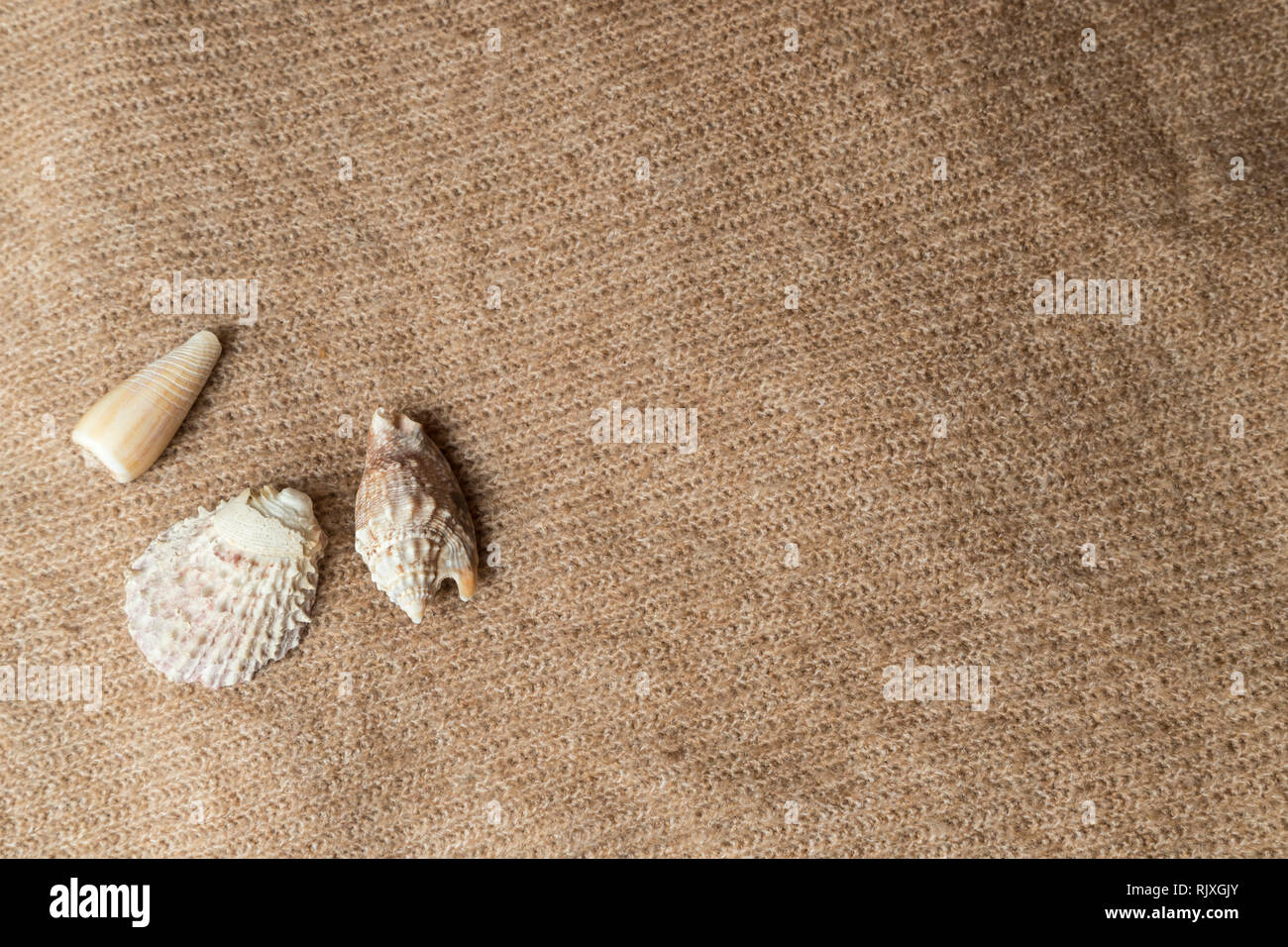 Sea shells on texture. Summer background. Top view Stock Photo - Alamy