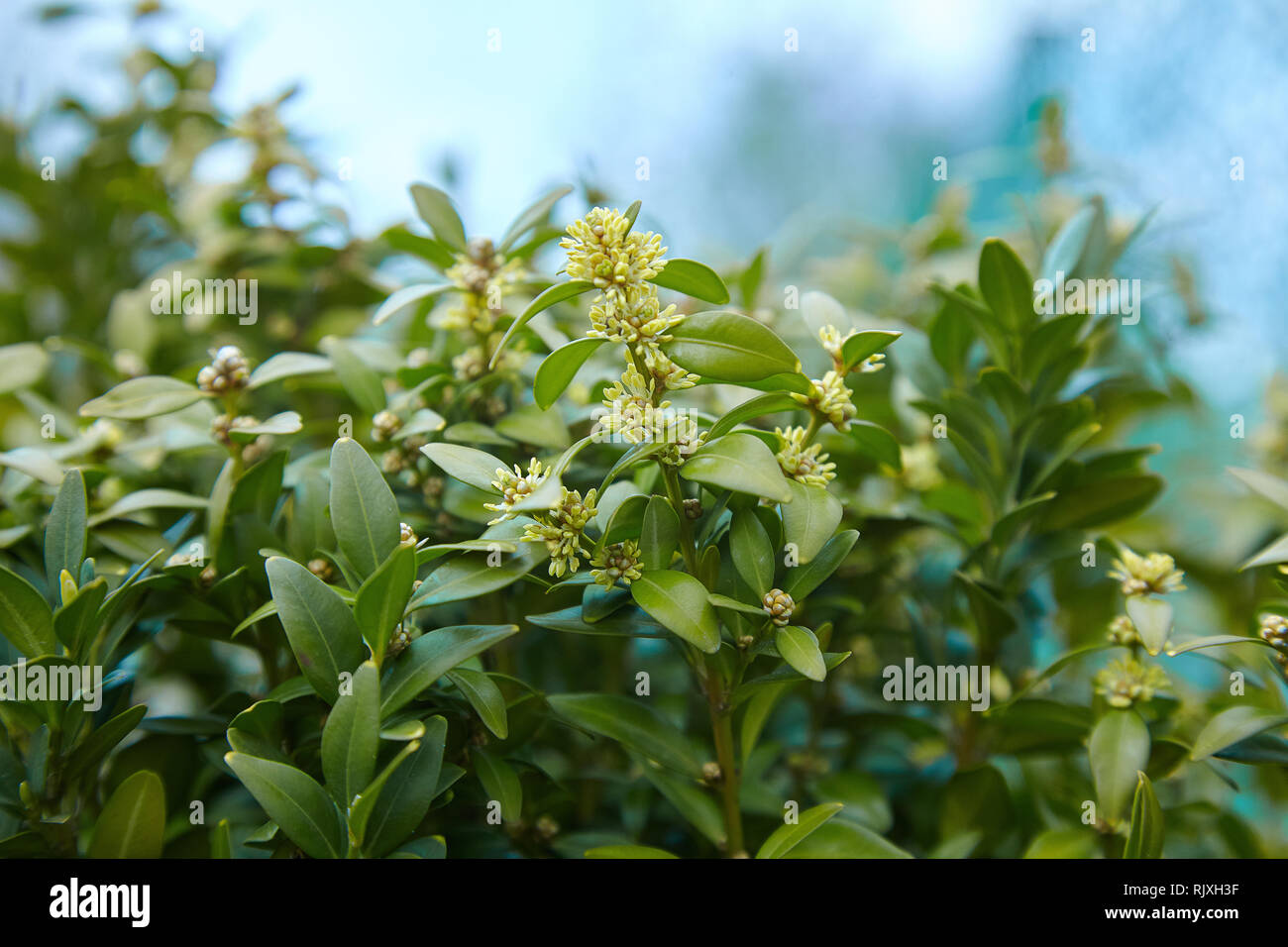 Daphne laureola shrub , commonly called spurge-laurel (or daphne-laurel, laurel-leaved daphne, olive-spurge, wood laurel, copse laurel). Spurge Laurel Stock Photo