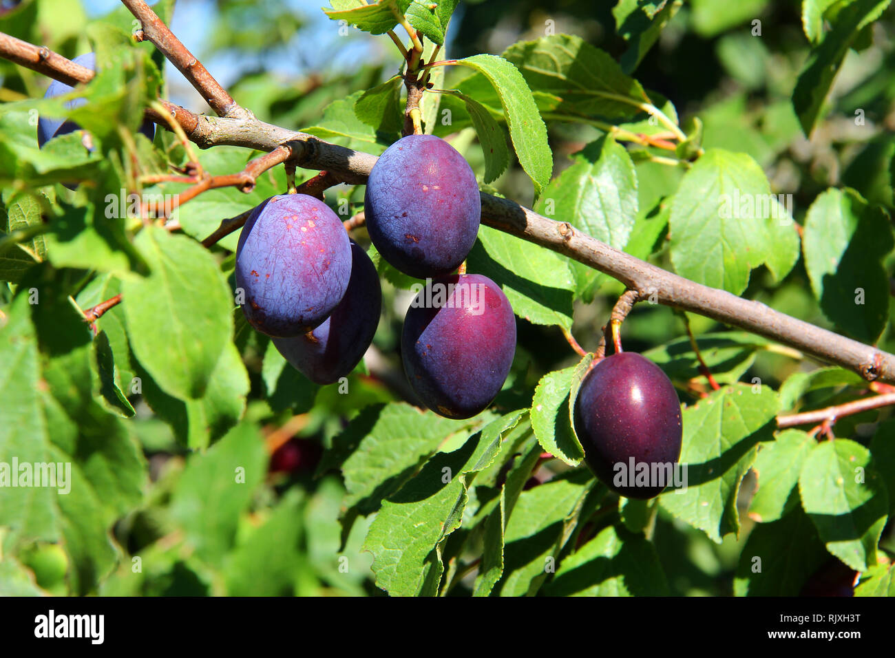 Fruits of plum tree in garden Stock Photo Alamy