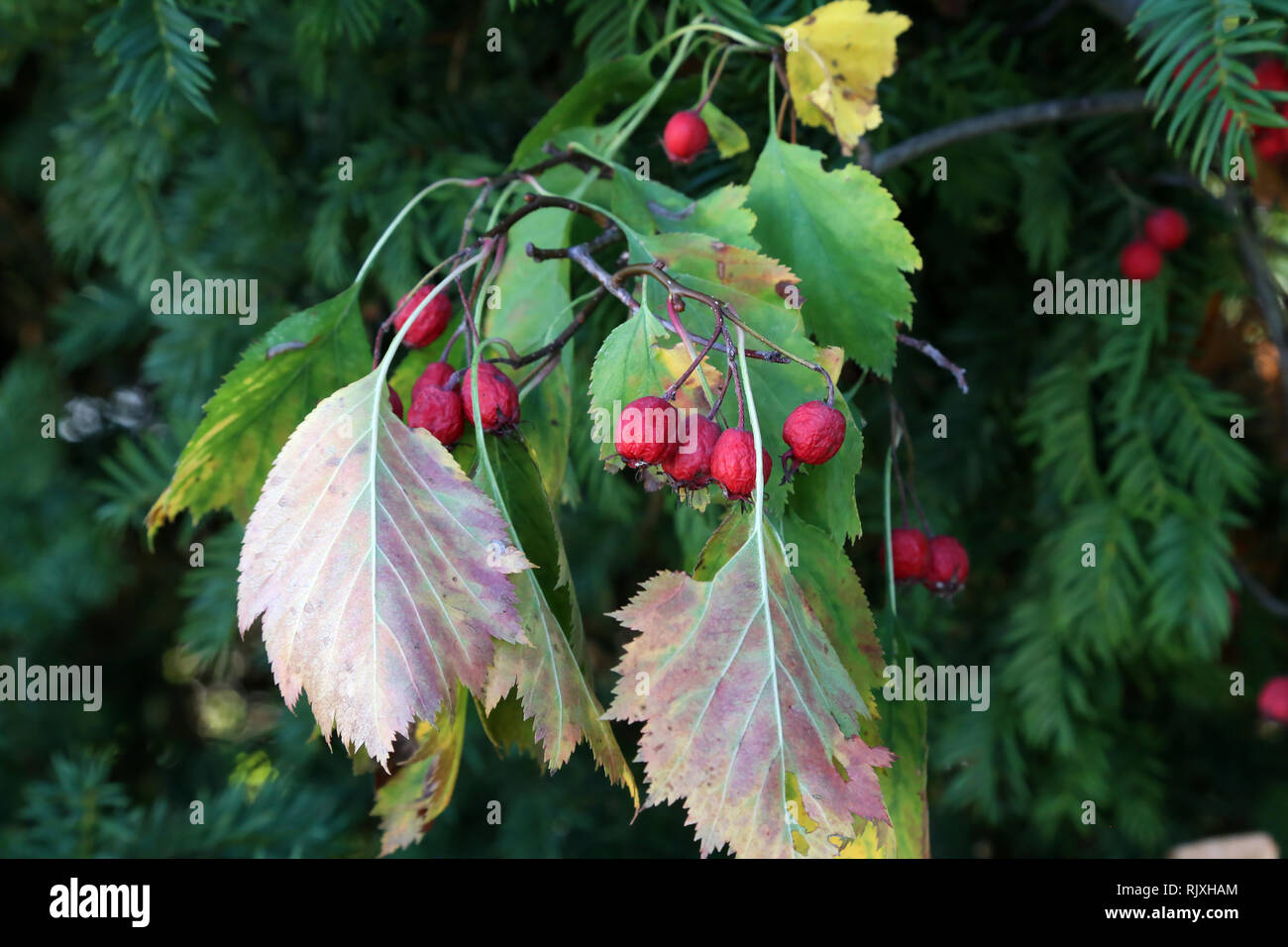Beautiful red berries ripen on the branches Stock Photo - Alamy