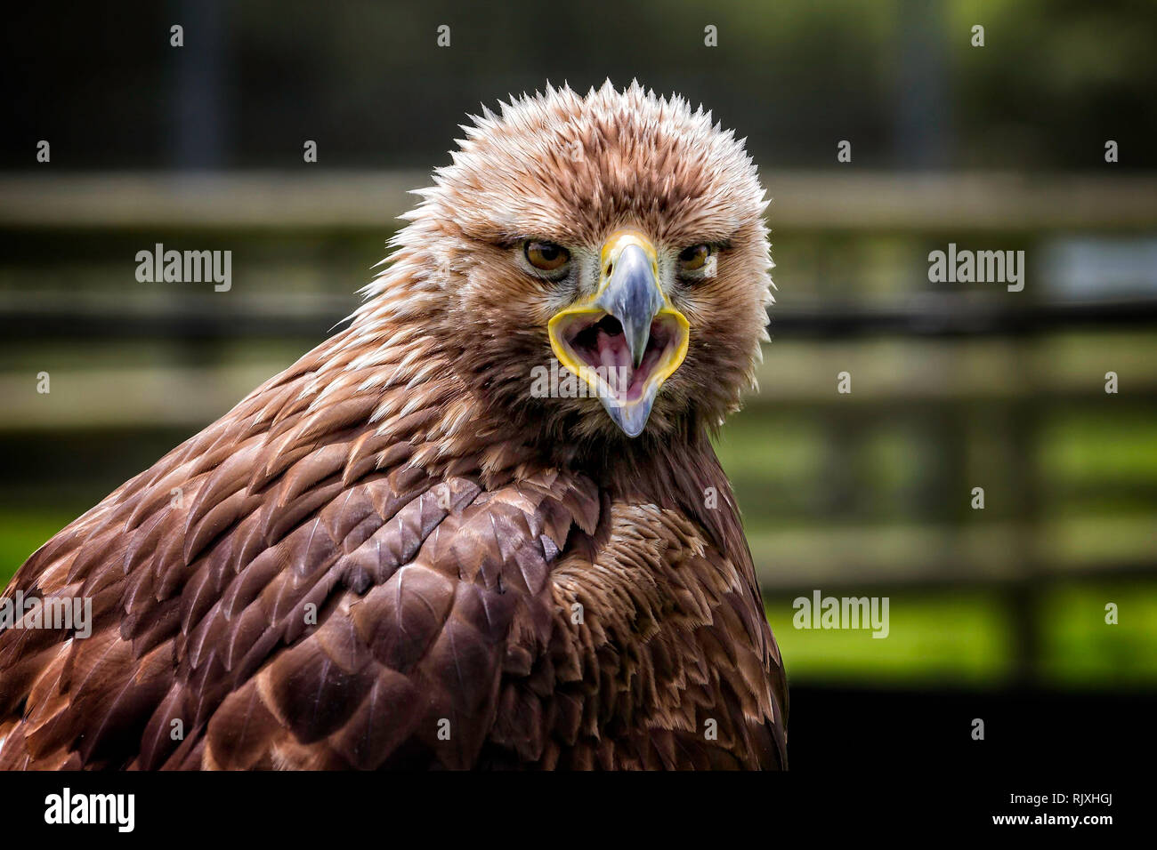 Juvenile golden eagle hires stock photography and images Alamy