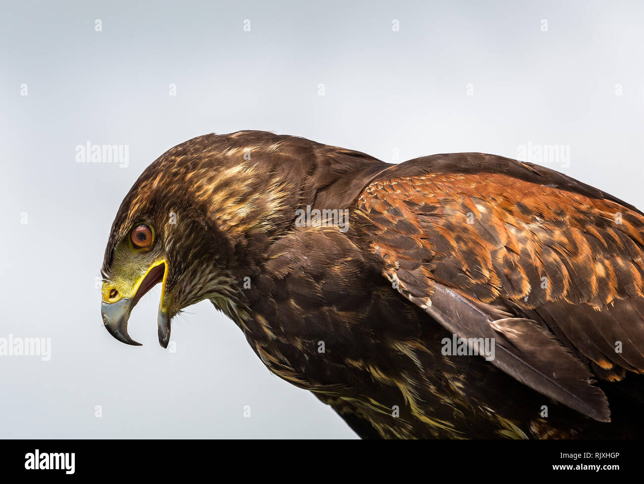 Cornish Birds Of Prey Centre Stock Photos Cornish Birds Of