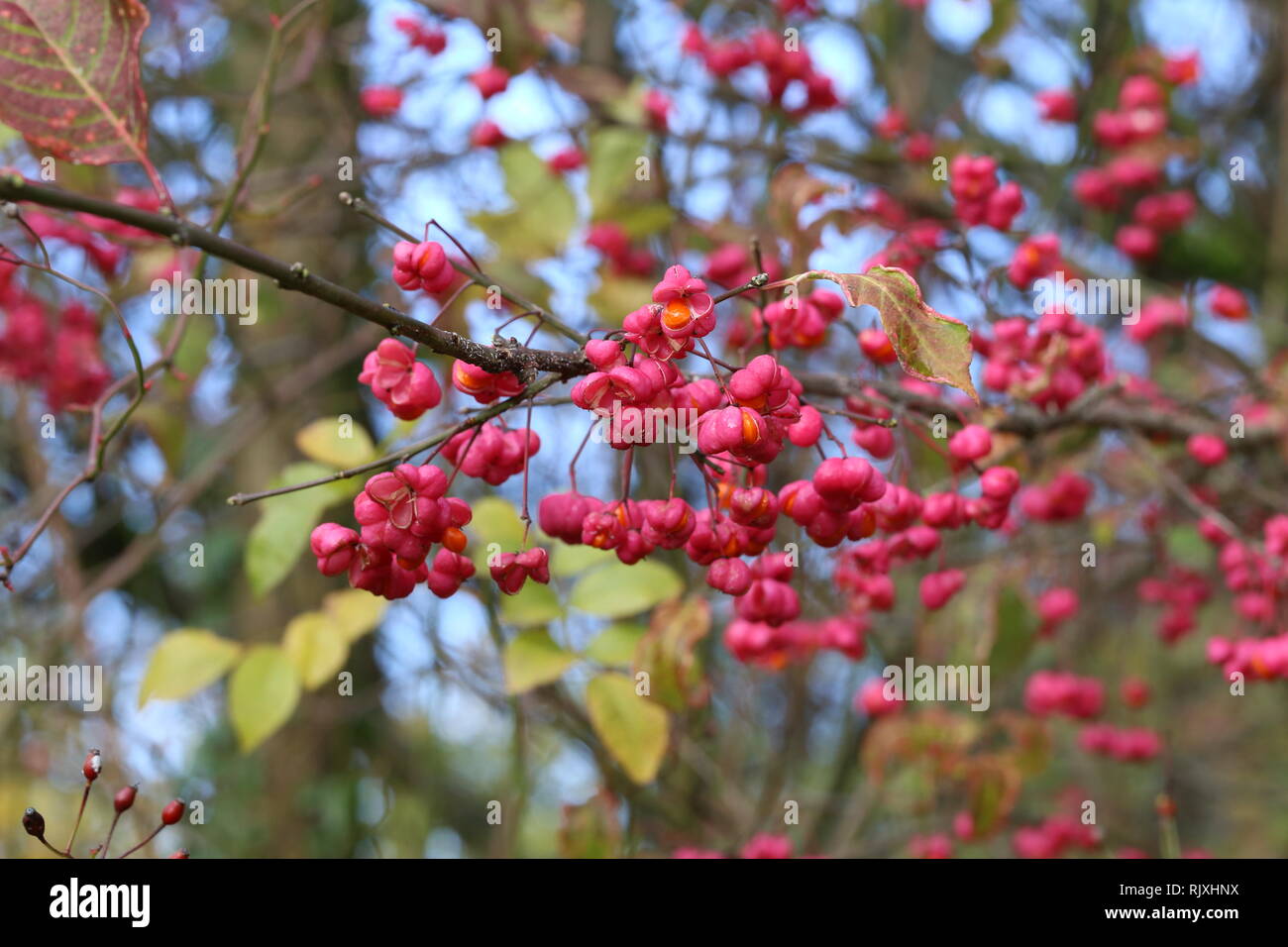 Autumn motifs / Euonymus / Shrub Blooming in Autumn Stock Photo