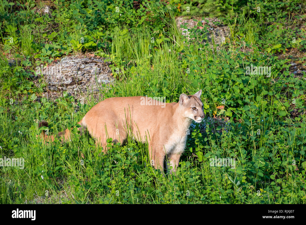 Mountain Lion walking through the Bright Green Grasses in the Spring Stock Photo