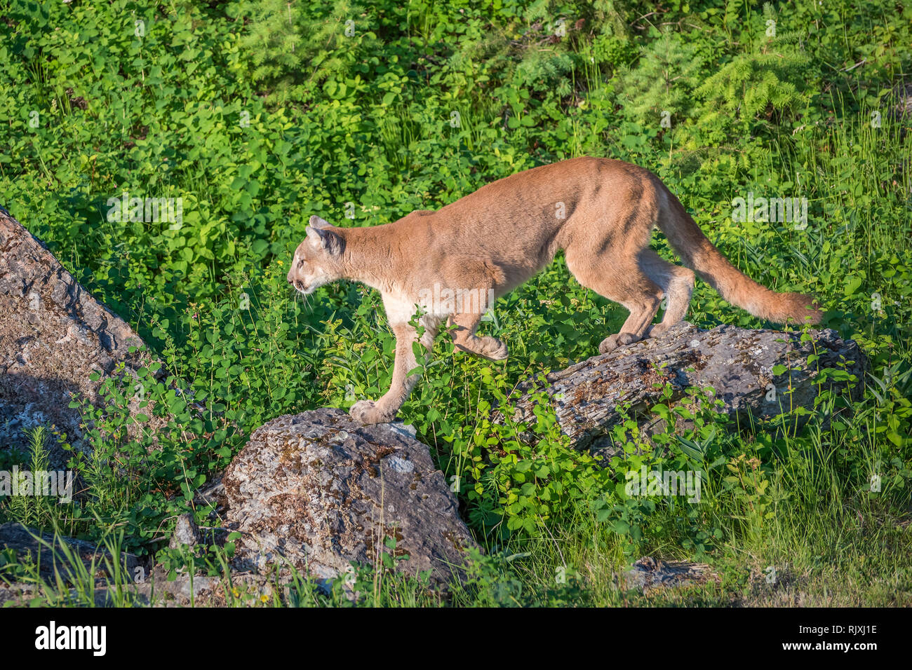 Mountain Lion using Boulders as Stepping Stones over the Bright Green Long Grass Stock Photo