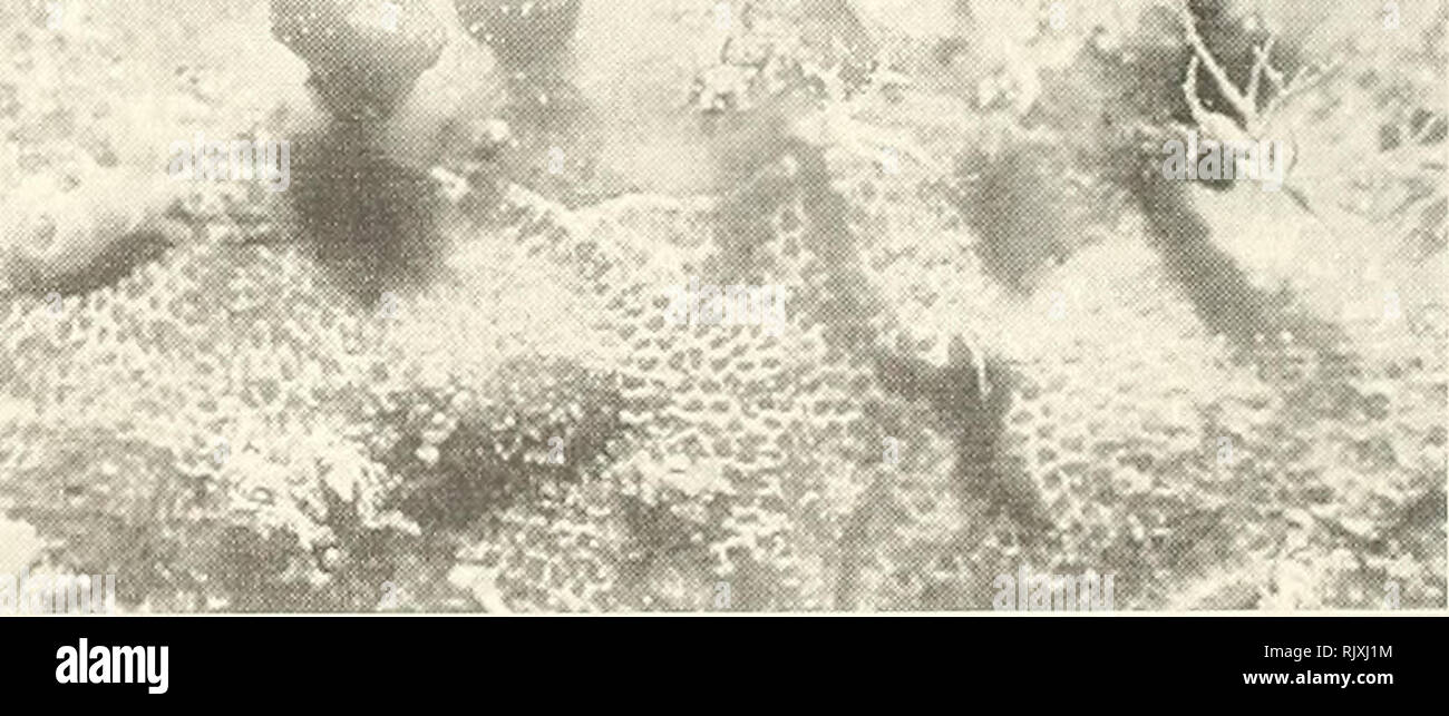 . Atoll research bulletin. Coral reefs and islands; Marine biology; Marine sciences. Figure 12. Bow reef. Trematooecia aviculifera colony growing on side of coral head, Carrie Crassimarginatella tuberosa (Canu and Bassler, 1928). Crassimarginatella tuberosa (Fig. 13) colonies were collected for observations of their B zooids. While examining these colonies, it was noted that fouled frontal membranes in this bryozoan species, like those of cupuladriid bryozoans (Winston and Hakansson, 1989) and many others, underwent a molting process. The frontal walls of many zooids in older colony regions ha Stock Photo