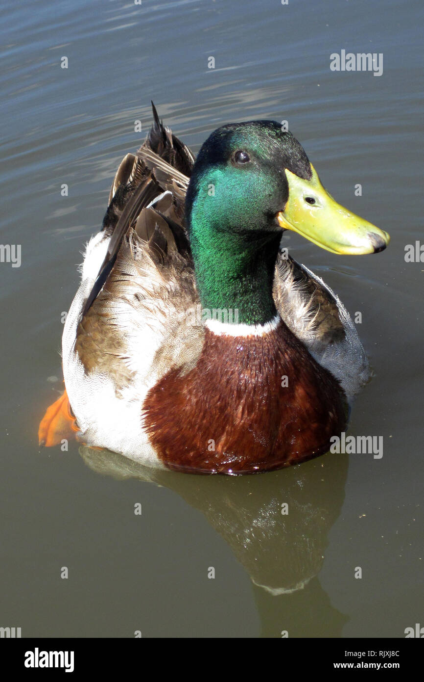 Duck quack hi-res stock photography and images - Alamy