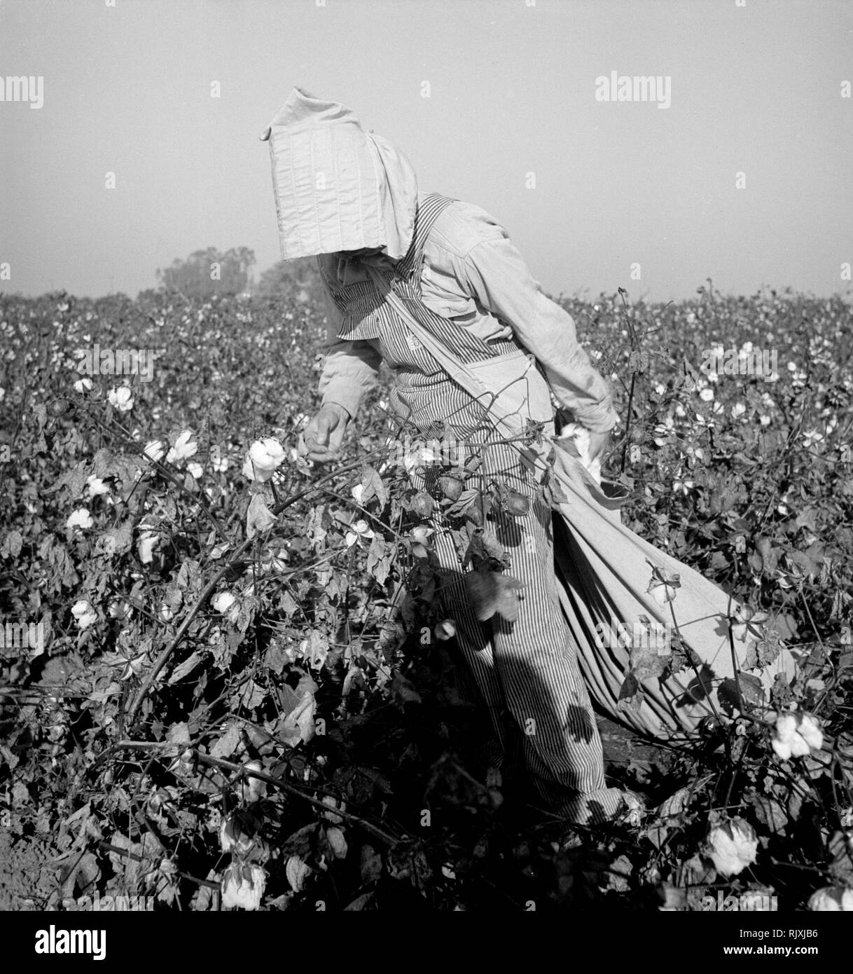 Picking cotton Black and White Stock Photos & Images Alamy