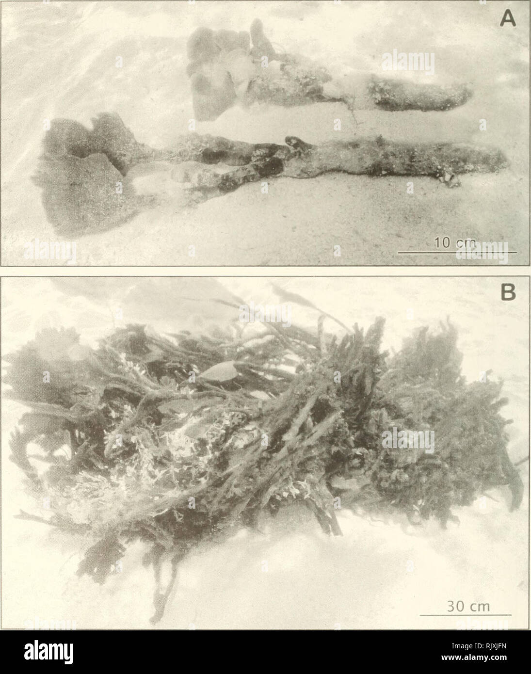 . Atoll research bulletin. Coral reefs and islands; Marine biology; Marine sciences. 16 We also discovered unexpected evidence in further support of the coloniality hypothesis in the case of Avrainvillea longicaulis f. laxa. We found that the colonial morphology is uniquely reinforced by the intermingling of blade and stipe siphons at areas of contact (Figs. 19,25). Contact frequently occurs for prolonged periods in such calm habitats, leading to abundant anastomosing points of fusion/adhesion.. Figure 18. A - Two individuals of Avrainvillea asarifolia f. asarifolia from Curlew Cay. B - Colony Stock Photo