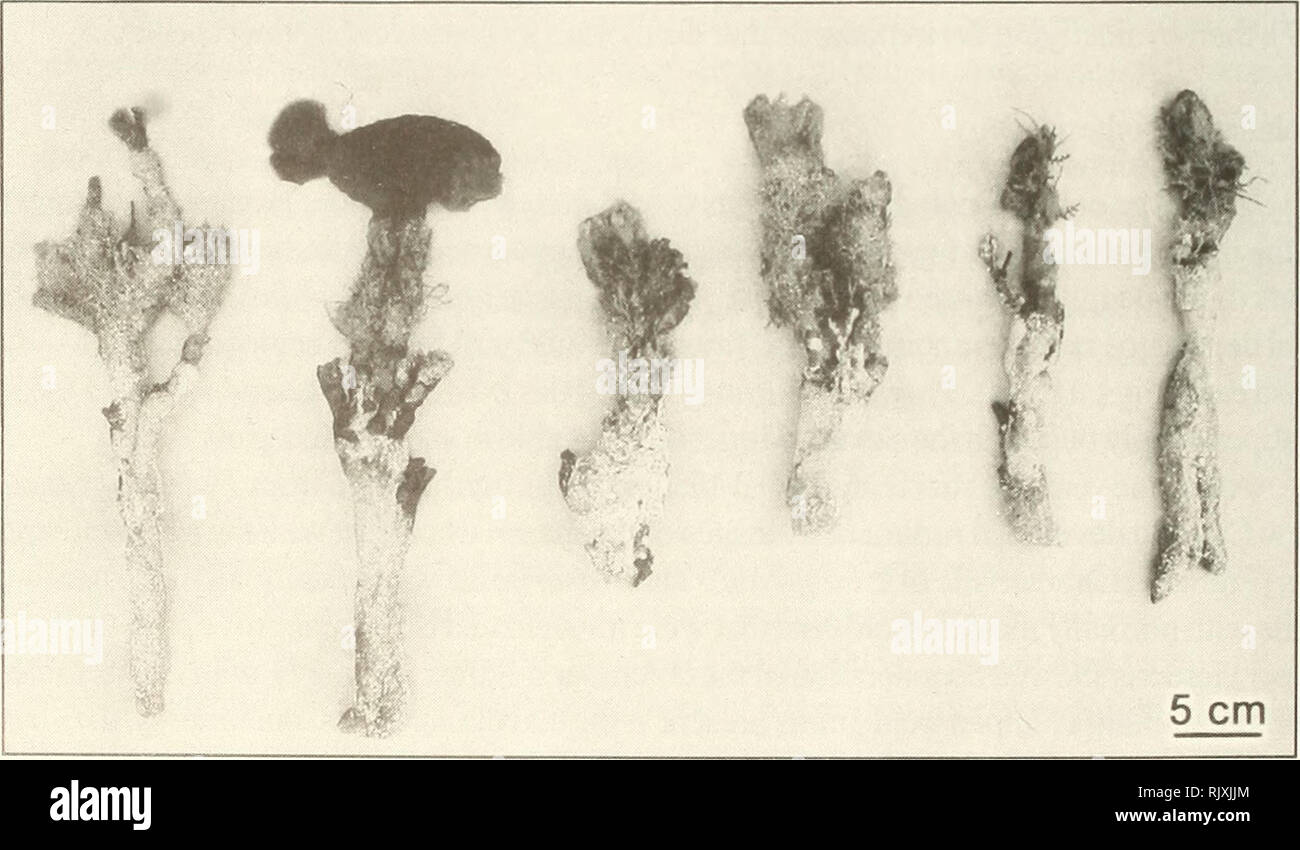 . Atoll research bulletin. Coral reefs and islands; Marine biology; Marine sciences. Figure 14. Examples of Avrainvillea longicaulis f. laxa transplanted from twin Cays to Curlew Cay after 12 months. Blades now are consistent with the f. longicaulis morph.. Figure 15. Examples of Avrainvillea longicaulis f. laxa transplanted from twin Cays to Curlew Cay and harvested after 12 months. Holdfasts now are consistent with the f. longicaulis morph.. Please note that these images are extracted from scanned page images that may have been digitally enhanced for readability - coloration and appearance o Stock Photo