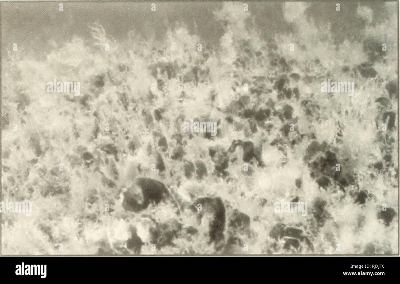 . Atoll research bulletin. Coral reefs and islands; Marine biology; Marine sciences. Figure 11. The massive perrenating, bulbous, rhizoidal holdfast of Avrainvillea longicaulis f. longicaulis characteristic of open sandy lagoonal areas.. 4 cm *k Figure 12. Portion of a colossal colonial mound of Avrainvillea longicaulis f. laxa supporting diverse epiphytes at Twin Cays. &quot;coloniality hypothesis&quot;) are uniquely adapted to utilizing flabellar stipes as shallow subterranean rhizomes that spread laterally to produce enormous (several meters-thick, to 30 m diameter, Fig. 12) mound-like colo Stock Photo