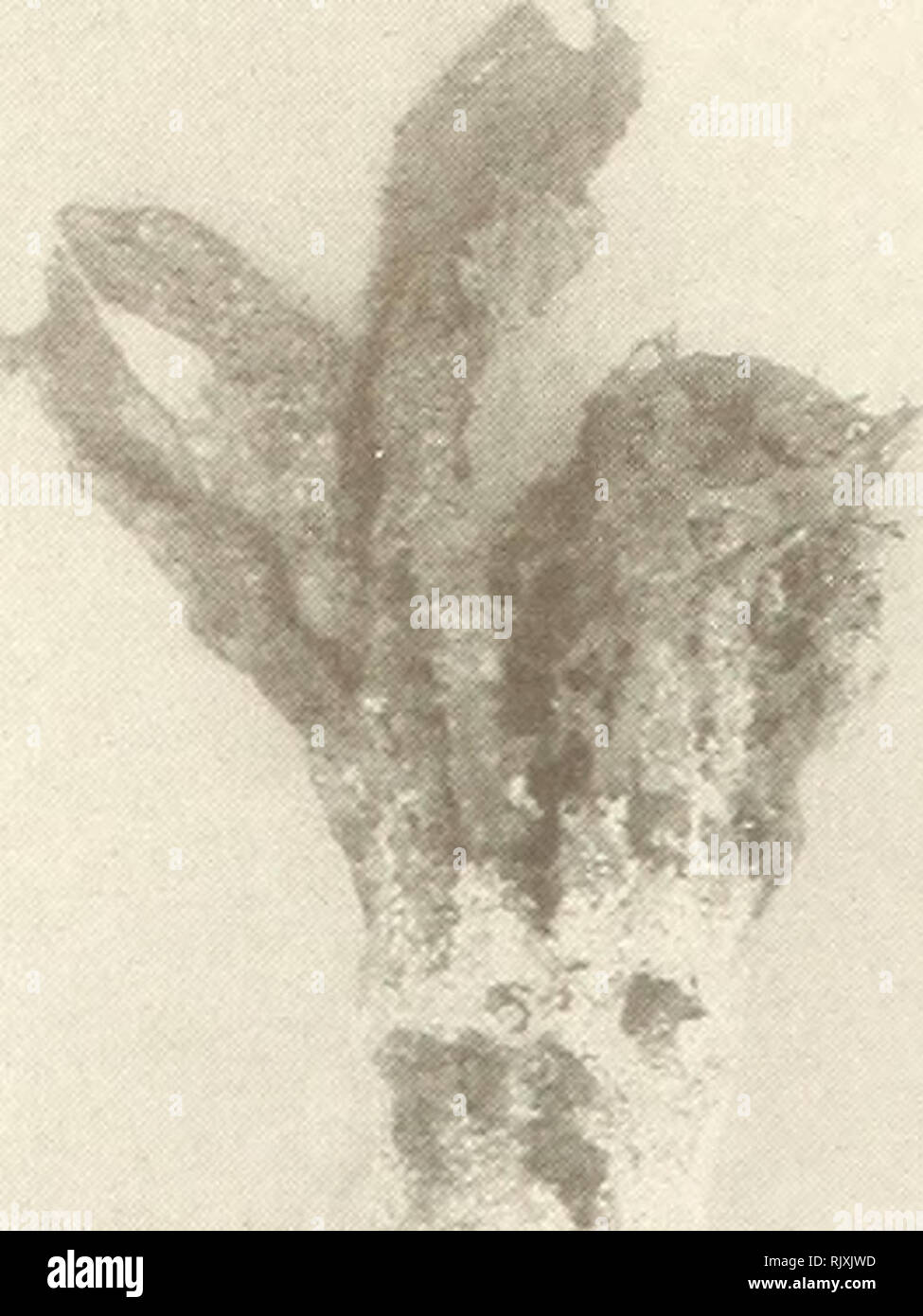 . Atoll research bulletin. Coral reefs and islands; Marine biology; Marine sciences. 10. Figure 11. The massive perrenating, bulbous, rhizoidal holdfast of Avrainvillea longicaulis f. longicaulis characteristic of open sandy lagoonal areas.. Please note that these images are extracted from scanned page images that may have been digitally enhanced for readability - coloration and appearance of these illustrations may not perfectly resemble the original work.. Smithsonian Institution. Press; National Research Council (U. S. ). Pacific Science Board; Smithsonian Institution; National Museum of Na Stock Photo