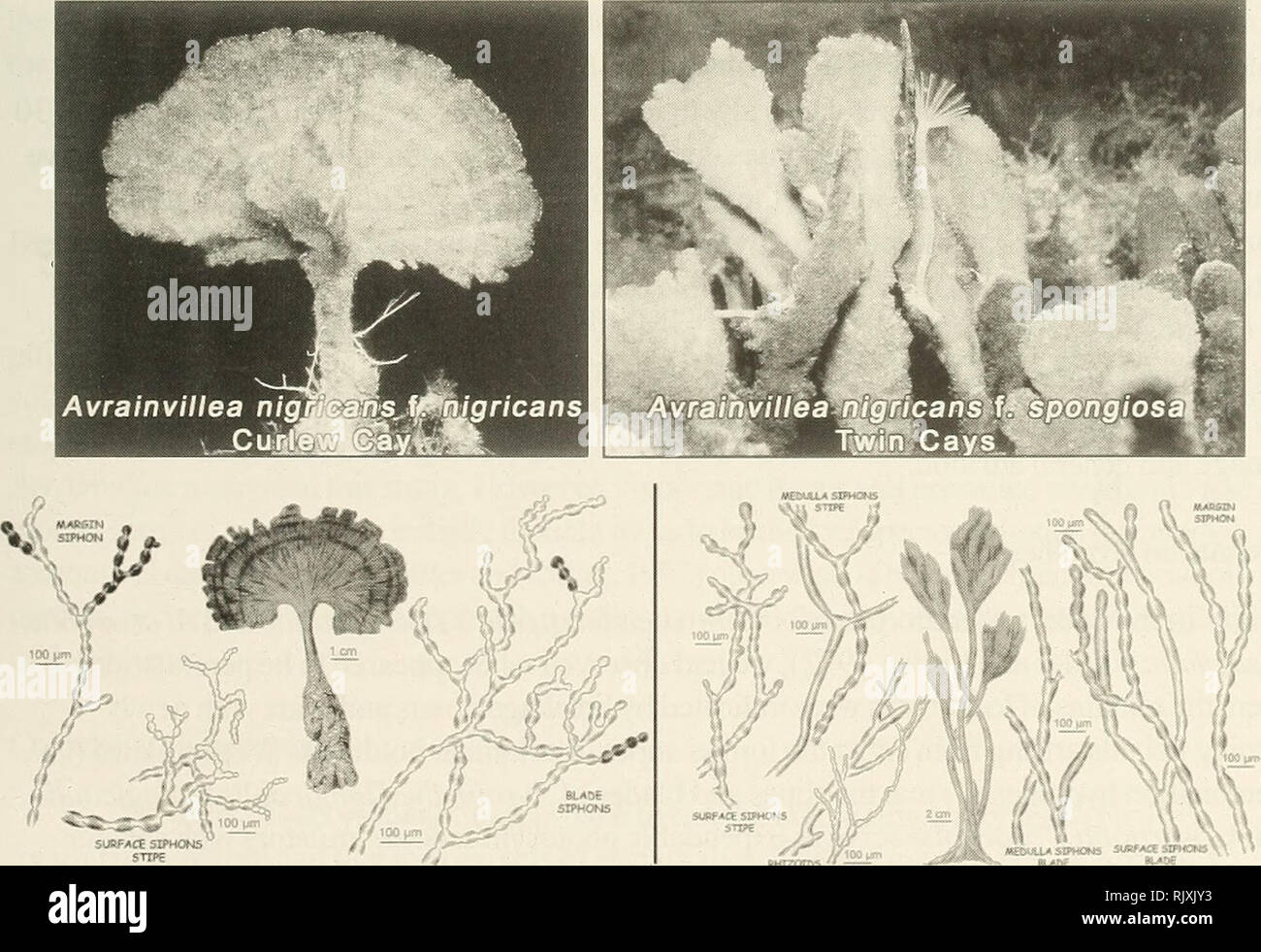 . Atoll research bulletin. Coral reefs and islands; Marine biology; Marine sciences. longicaulis f. longicaulis, A. asarifolia f. asarifolia and ,4. nigricans f. nigricans (Figs. 8,9,10) are typically anchored by a massive, perennating, bulbous, rhizoidal holdfast (Fig. 11) in open sandy or seagrass areas of shallow (to 30 m) pristine waters. As emphasized above, the discovery of incredible mound-building colonial morphs of Avrainvillea [A. longicaulis f. laxa (Fig. 8), A. asarifolia f. olivacea (Fig. 9) and,4. nigricans f. spongiosa (Fig. 10)] catalyzed this study. These three colossal mound- Stock Photo