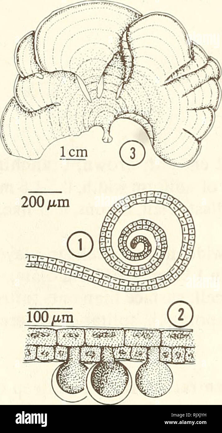 . Atoll research bulletin. Coral reefs and islands; Marine biology