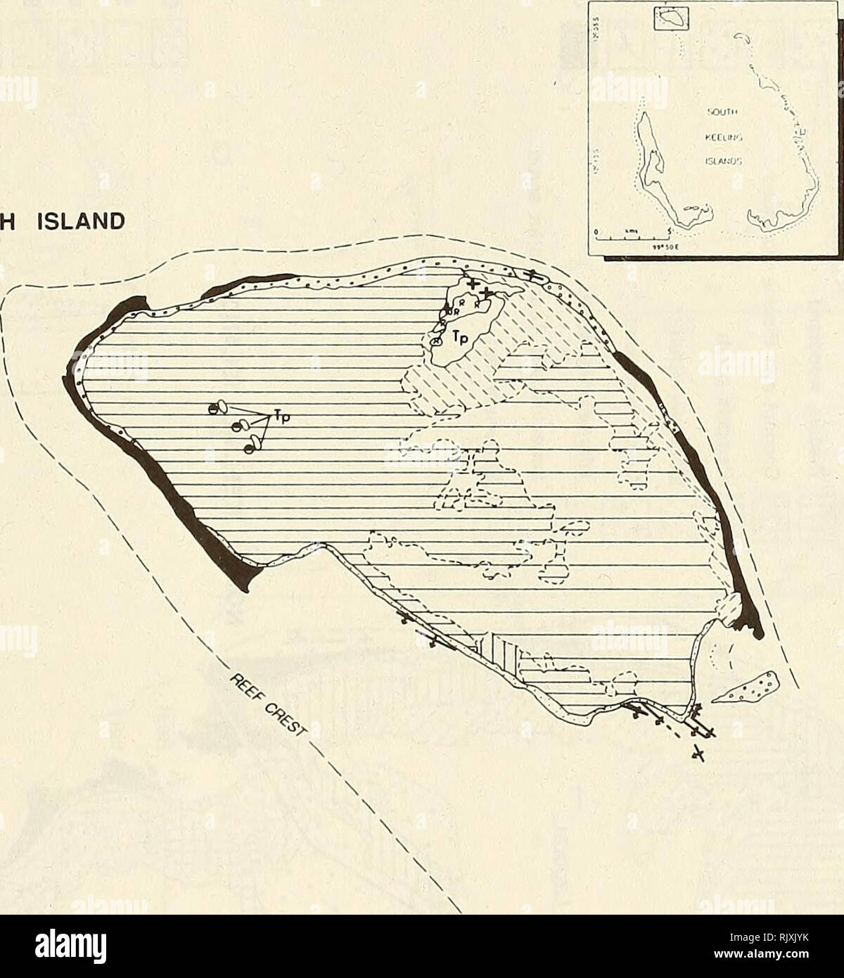 . Atoll research bulletin. Coral reefs and islands; Marine biology; Marine sciences. 25 HORSBURGH ISLAND 7] Sand I'. â .'â ! Sand and shingle p5&lt;71 Beachrock I Conglomerate platform I tp I Tidal pool ] Open coconut woodland FzIj Coconut woodland [1 Calophyllum woodland | + + | Cordia woodland I * ol Cordia stumps |*Â« *| Rhizophora /'/ Pemphis scrub [s Scaevola scrub. 0 500 metres I i i i i i Figure 9. Horsburgh Island, mapped from 1987 aerial photography.. Please note that these images are extracted from scanned page images that may have been digitally enhanced for readability - color Stock Photo