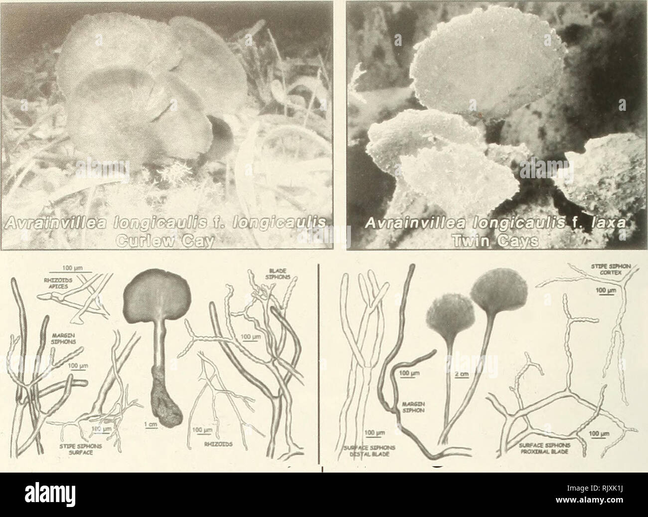 . Atoll research bulletin. Coral reefs and islands; Marine biology; Marine sciences. Figure 8. The two dramatically different morphological forms (morphs) of Avrainvillea longicaulis (f. longicaulis &amp; f. laxa). However, note the anatomical (siphons) similarities.. Please note that these images are extracted from scanned page images that may have been digitally enhanced for readability - coloration and appearance of these illustrations may not perfectly resemble the original work.. Smithsonian Institution. Press; National Research Council (U. S. ). Pacific Science Board; Smithsonian Institu Stock Photo