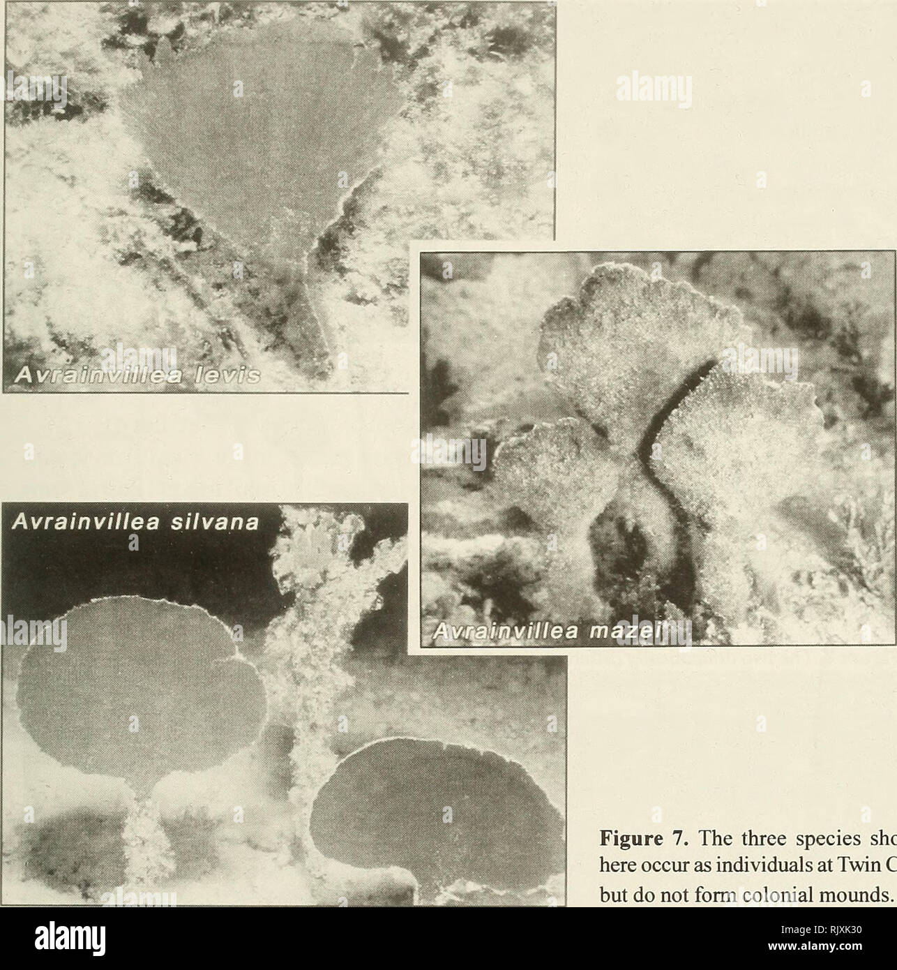 . Atoll research bulletin. Coral reefs and islands; Marine biology; Marine sciences. Figure 7. The three species shown here occur as individuals at Twin Cays but do not form colonial mounds. Although sporogenic reproduction has never been reported for Belizean Avrainvillea, rare club-shaped release structures produced at the tips of individual blade siphons have been observed elsewhere (Littler and Littler, 1992). Unlike other Bryopsidales, species of Avrainvillea are long-lived (see Littler and Littler, 1992) and do not undergo holocarpy [i.e., mass synchronous sporogenesis (Clifton, 1997) fo Stock Photo