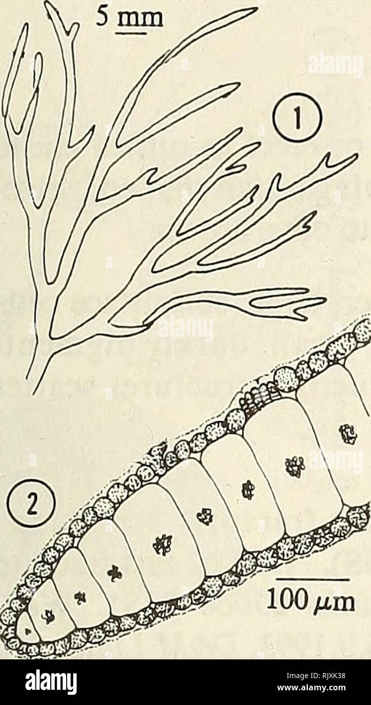 . Atoll research bulletin. Coral reefs and islands; Marine biology; Marine sciences. 31 PHAEOPHYTA Dictyotaceae, Dictyotales. 1. Habit of blades showing cervicorn branching pattern. 2. Cross section. Dictyota cervicornis Kutzing 1859:11, pi. 24, fig. 2. Thallus bushy; to 20 cm tall; olive-brown; branching dichotomously asymmetrical (cervicorn - one branch terminating development); branches 1-2.5 mm wide, often twisted or spiral, apices pointed; holdfast small, fibrous, mat-like. Blades 180-360 /im thick, 10-25 medulla cells wide; medulla cells in 1 layer, rectangular, arranged in rows; surface Stock Photo