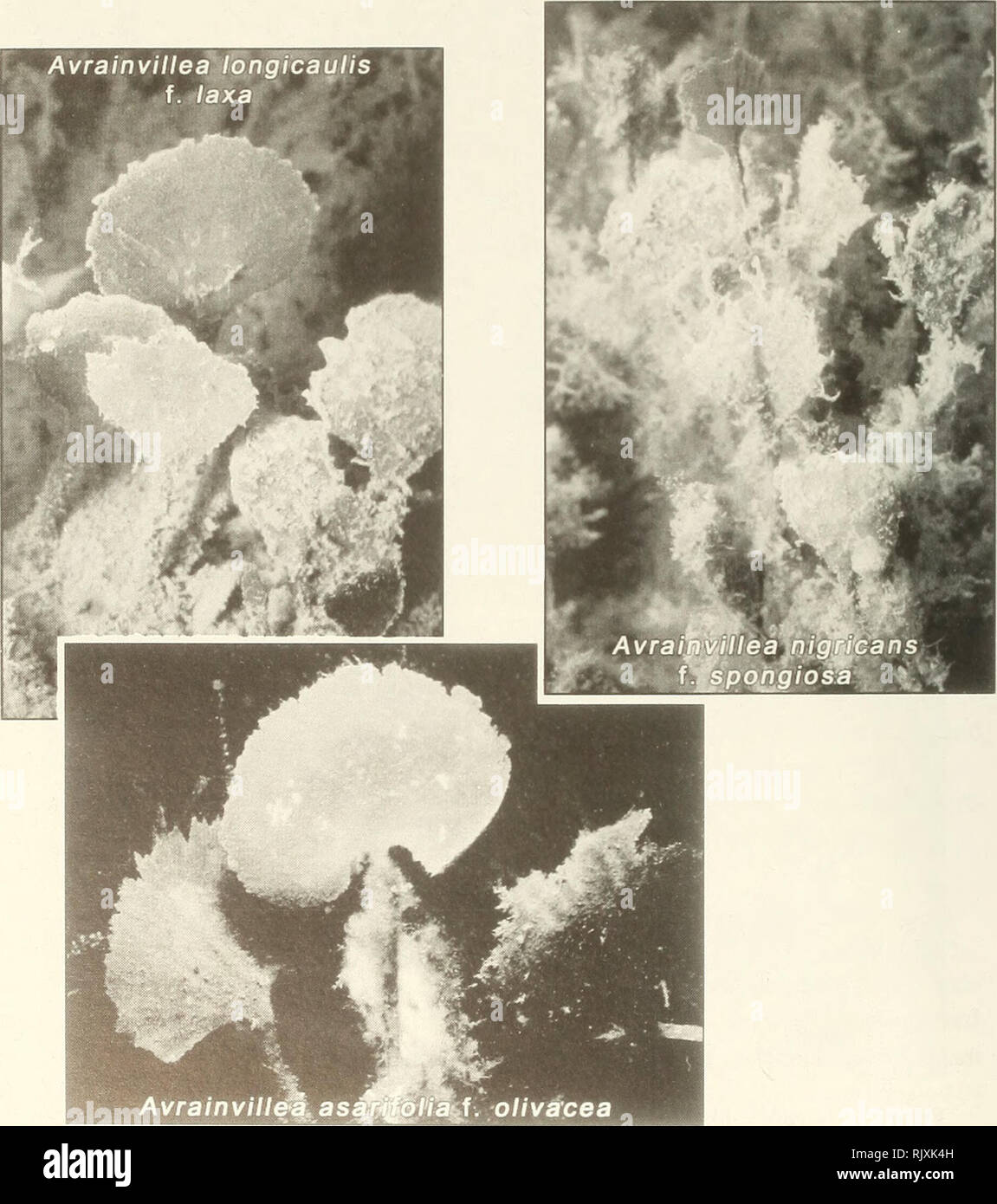 . Atoll research bulletin. Coral reefs and islands; Marine biology; Marine sciences. exceptions of herbarium-based treatments ofHalimeda (Hillis-Colinvaux, 1980) and Pacific Avrainvillea (Olsen-Stojkovich, 1985). The systematic monograph on tropical western Atlantic Avrainvillea (Littler and Littler, 1992), as well as the floristic field guide for the nearby Pelican Cays (Littler and Littler, 1997), alleviated the major taxonomic stumbling blocks and enabled this study. Experimental Organisms As mentioned, the siphonaceous green algal genus Avrainvillea often dominates the standing stocks and  Stock Photo