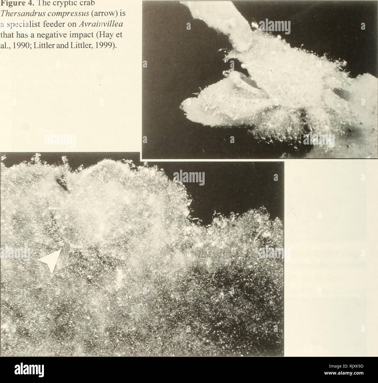 . Atoll research bulletin. Coral reefs and islands; Marine biology; Marine sciences. Figure 4. The cryptic crab Thersandrus compressus (arrow) is a specialist feeder on Avrainvillea that has a negative impact (Hay et al., 1990; Littler and Littler, 1999).. Hay and Fenical, 1988) and highly specialized interactions between the larger forms (e.g., Udotea, Avrainvillea, Caulerpa, Penicillus) and such herbivorous invertebrates as crabs and molluscs have been observed (Hay etal., 1990; Littler and Littler, 1999). Avrainvillea provides microhabitats (Fig. 3), as well as food and shelter (Fig. 4), fo Stock Photo