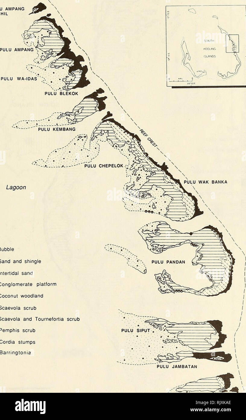 . Atoll research bulletin. Coral reefs and islands; Marine biology; Marine sciences. 19 PULU AMPANG KECHIL SOUTH KEELING ISLANDS Lagoon PULU WAK BANKA. |°°0o[ Rubble * .* Sand and shingle Intertidal sand Conglomerate platform Coconut woodland Scaevola scrub Scaevola and Tournefortia scrub Pemphis scrub see Cordia stumps I + I Barringtonia 500 metres  i i i i i PULU LABU Figure 3. Islands of the eastern rim of the atoll from Pulu Ampang to Pulu Labu, mapped from 1987 aerial photography.. Please note that these images are extracted from scanned page images that may have been digitally enhanced f Stock Photo