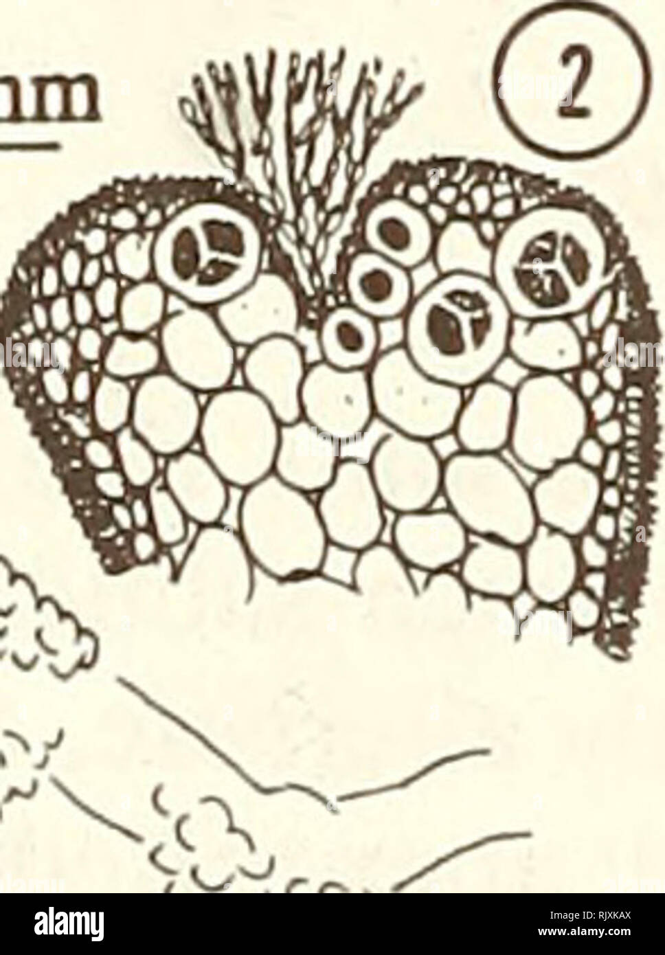 . Atoll research bulletin. Coral reefs and islands; Marine biology; Marine sciences. 200 fan 100 ^m 1. Habit of plant. 2. Branchlet apex with tufted filaments arising from terminal depression. 3. Immature surface cells. 4. Elongated mature surface cells. 5. Cross section of main axis. Laurencia implicata J. Agardh 1852 [1852-1863]: 745. Conspecific with Laurencia intricata Lamouroux 1813: 131, plate 9 (figures 8 and 9) - see Silva et al. 1987:66. Thallus fleshy, gregarious, in loose mats or solitary; 5-10(-25) cm tall; yellow-green, stubby branchlets often rose; branching sparse, irregularly a Stock Photo