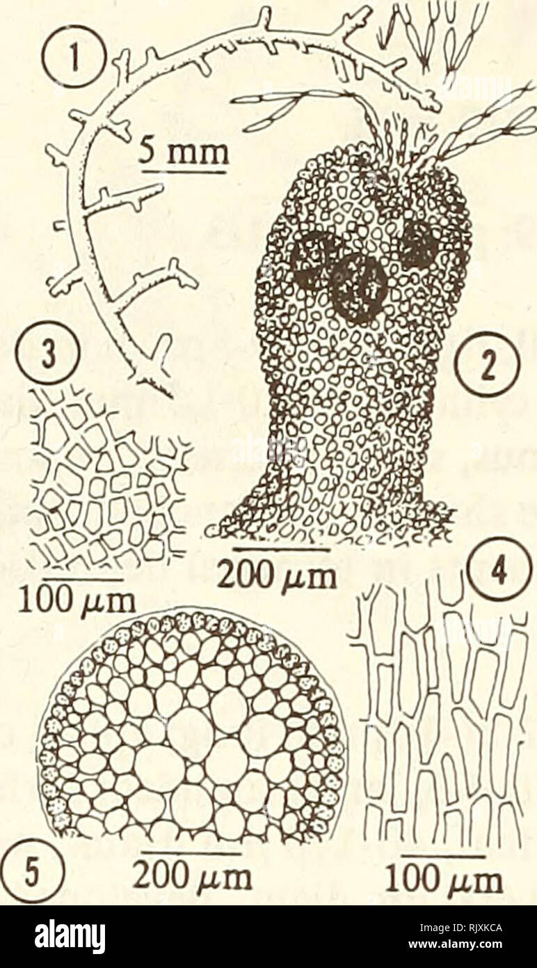 . Atoll research bulletin. Coral reefs and islands; Marine biology; Marine sciences. 28. 200 fan 100 ^m 1. Habit of plant. 2. Branchlet apex with tufted filaments arising from terminal depression. 3. Immature surface cells. 4. Elongated mature surface cells. 5. Cross section of main axis. Laurencia implicata J. Agardh 1852 [1852-1863]: 745. Conspecific with Laurencia intricata Lamouroux 1813: 131, plate 9 (figures 8 and 9) - see Silva et al. 1987:66. Thallus fleshy, gregarious, in loose mats or solitary; 5-10(-25) cm tall; yellow-green, stubby branchlets often rose; branching sparse, irregular Stock Photo