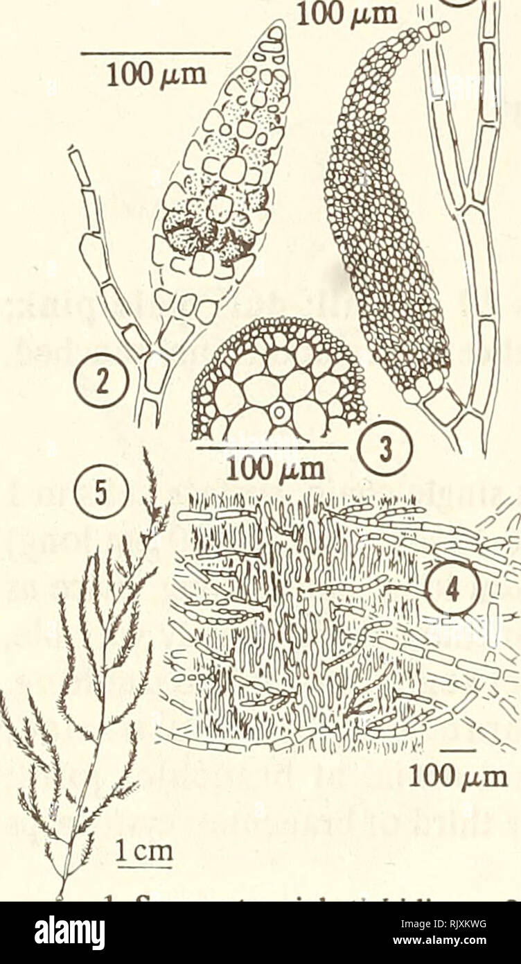 . Atoll research bulletin. Coral reefs and islands; Marine biology; Marine sciences. 50 ^m 1. Main axis with radial branchlets. 2. Cross section. 3. Branchlet apex. 4. Axis with branch showing corticating cell arrangement. Spyridia hypnoides (Bory) Papenfuss 1968: 281. Thamnophora hypnoides Bory de Saint-Vincent 1834:175. Thallus fuzzy, filamentous, densely bushy; to 25 cm tall; rose-red; branching alternate in all directions; branch apices often hooked; branchlets numerous, delicate, deciduous, banded, radially arranged; holdfast small, inconspicuous. Main axis 1-2 mm diam., central cells lar Stock Photo