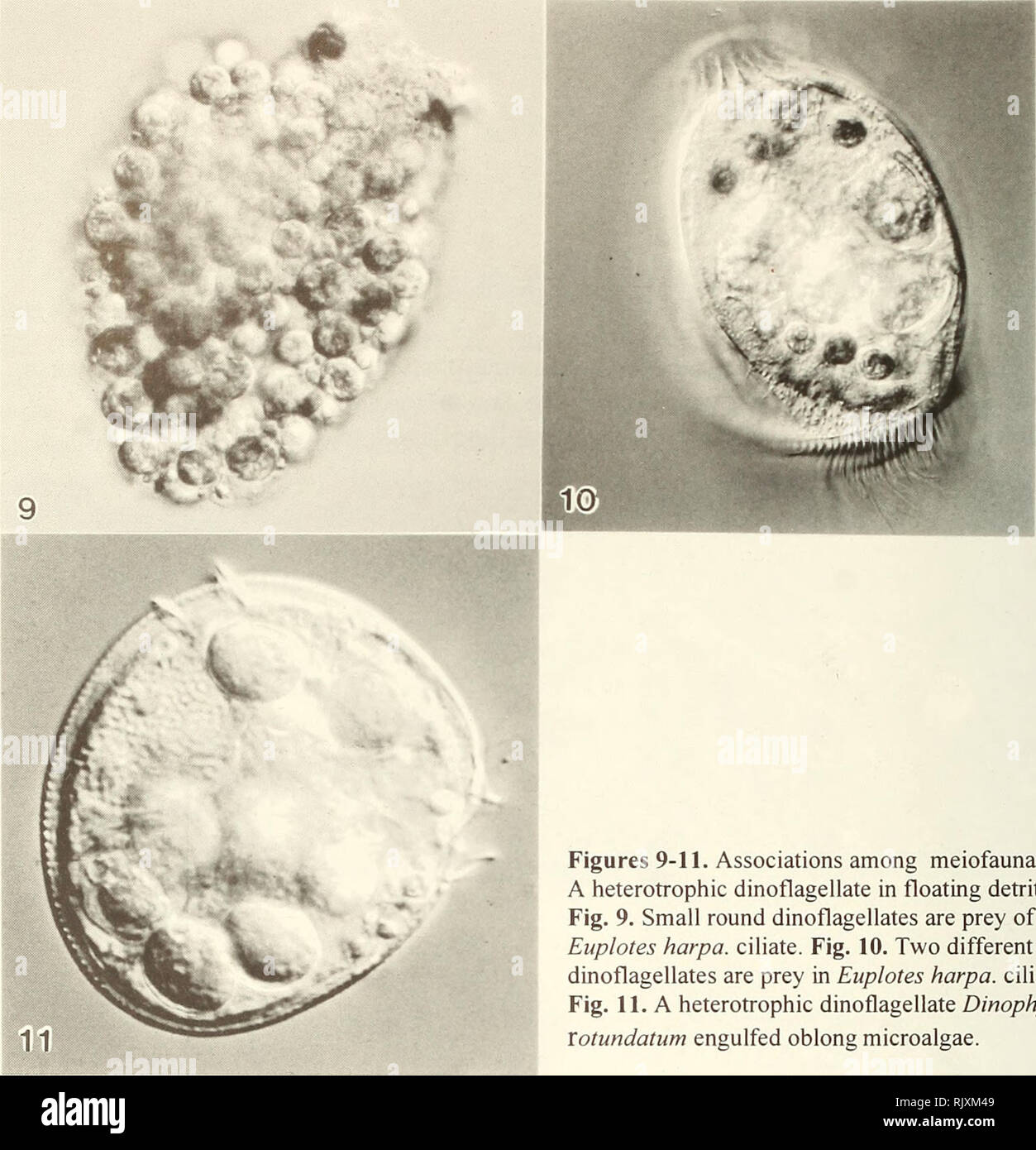 . Atoll research bulletin. Coral reefs and islands; Marine biology; Marine sciences. Figures 9-11. Associations among meiofauna and A heterotrophic dinoflagellate in floating detritus. Fig. 9. Small round dinoflagellates are prey of an Euplotes harpa. ciliate. Fig. 10. Two different sized dinoflagellates are prey in Euplotes harpa. ciliate. Fig. 11. A heterotrophic dinoflagellate Dinophysis Votundatum engulfed oblong microalgae. Examples of dinoflagellates as prey of ciliates and heterotrophic dinoflagellates in floating detritus are in the following light micrographs illustrated at 400x magni Stock Photo
