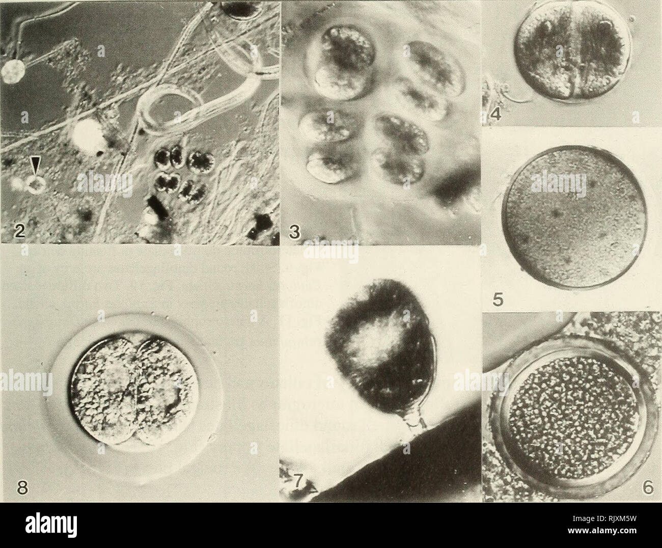 . Atoll research bulletin. Coral reefs and islands; Marine biology; Marine sciences. Association of Microscopic Organisms in Detritus Detritus provides a protective environment which acts as a nursery for diverse species of toxic and nontoxic dinoflagellates and meiofauna. The following light micrographs illustrate the life-cycle stages of dinoflagellates in detritus (Figs 2-8).. Figures 2-8. Life cycle stages and related associations among benthic dinoflagellates present in floating detritus. Floating detritus showing loosely bound fibrous aggregates and life-cycle stages viewed at low (lOOx) Stock Photo