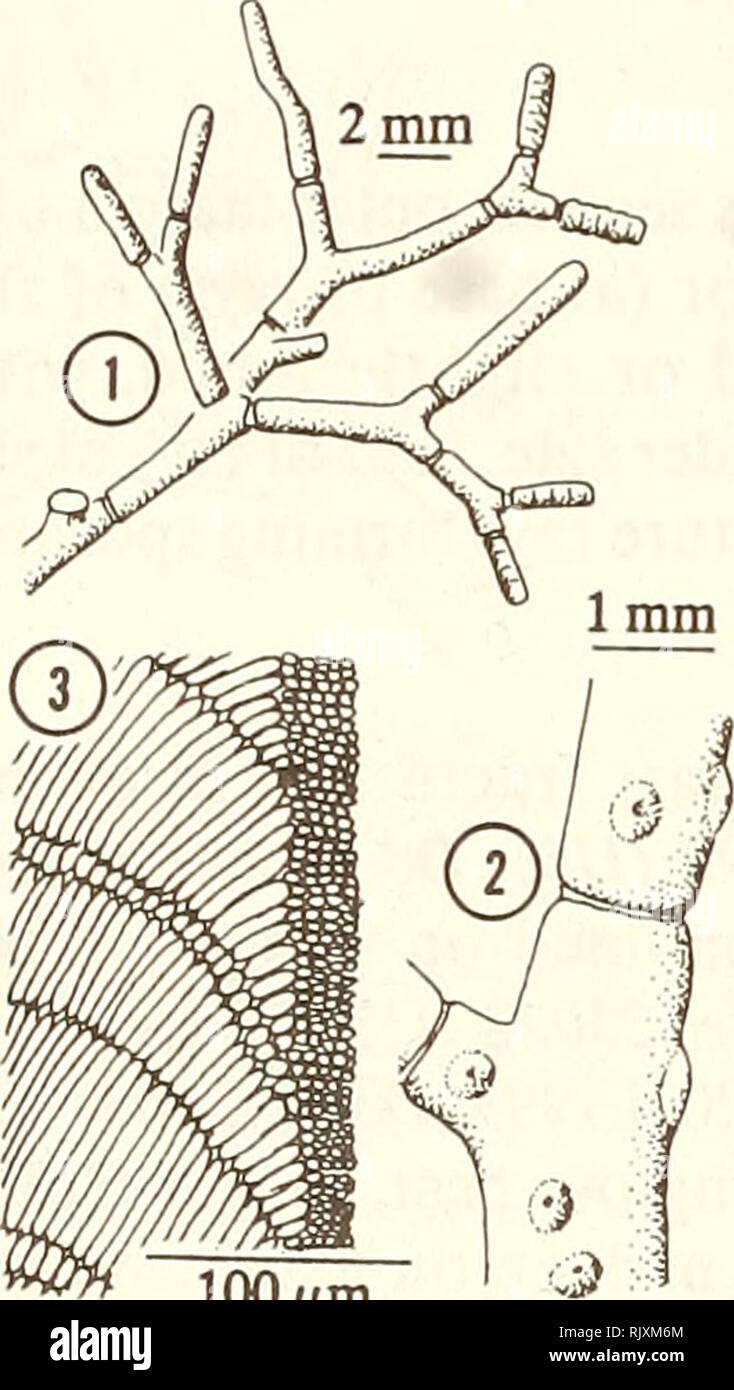 . Atoll research bulletin. Coral reefs and islands; Marine biology; Marine sciences. 1. Mature branch with hemispherical conceptacles. 2. Immature branch - note swollen segment ends. 3. Longitudinal section showing one alternating short to five long cells.. 100 Atm 1. Branch showing joints generally not at forks. 2. Mature branch with raised conceptacles. 3. Longitudinal section showing one alternating short to two long cells and smaller surface cells. Corallinaceae, Corallinales Amphiroa fragilissima (Linnaeus) Lamouroux 1816:298. Corallina fragilissima Linnaeus 1758:806. Thallus entangled, f Stock Photo