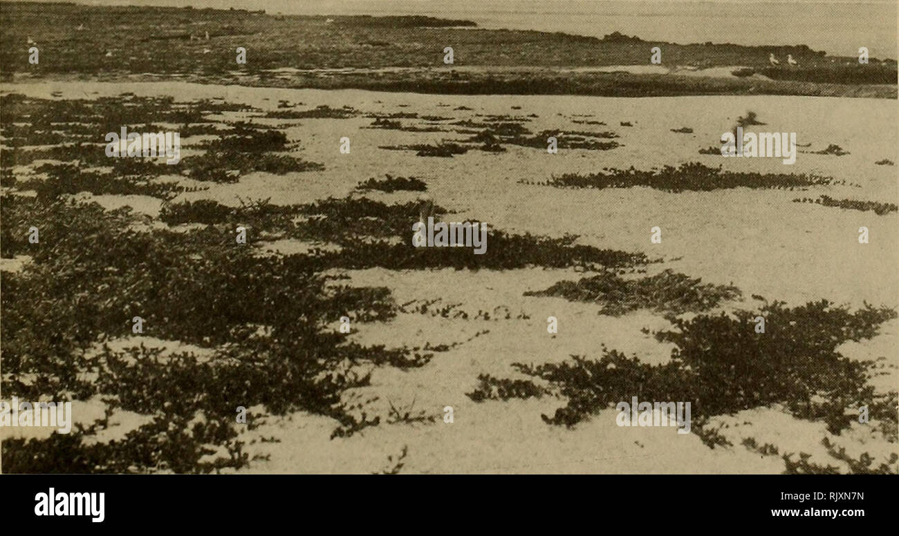 . Atoll research bulletin. Coral reefs and islands; Marine biology; Marine sciences. 52. Bureau of Fisheries personnel inspect Sooty Tern colony in dense Eragrostis of the eastern section at Southeast Island, summer 1930. Photograph by P„S. Galtsoff. 53- Boerhavia and Lepturus growing on the western section at Southeast Island, view looking south, summer 1930. Photo- graph by P.S. Galtsoff.. Mi^^^lL^. Please note that these images are extracted from scanned page images that may have been digitally enhanced for readability - coloration and appearance of these illustrations may not perfectly res Stock Photo