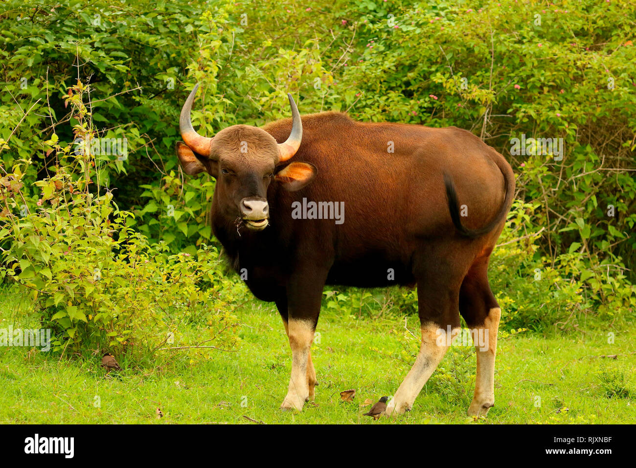 Gayal hi-res stock photography and images - Alamy Gayal hi-res stock photography and images - Alamy