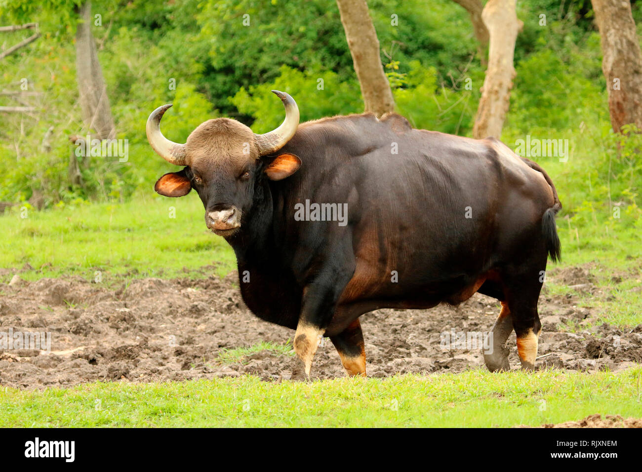 Indian Bull Guar, Bos gaurus, Bandipur National Park, Maharashtra, India  Stock Photo - Alamy