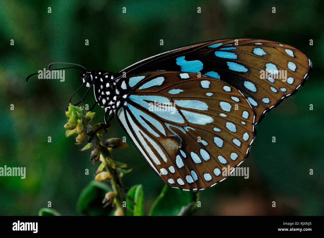 Blue tiger butterfly, Tirumala limniace, Lalbagh, Bangalore, Karnataka, India Stock Photo