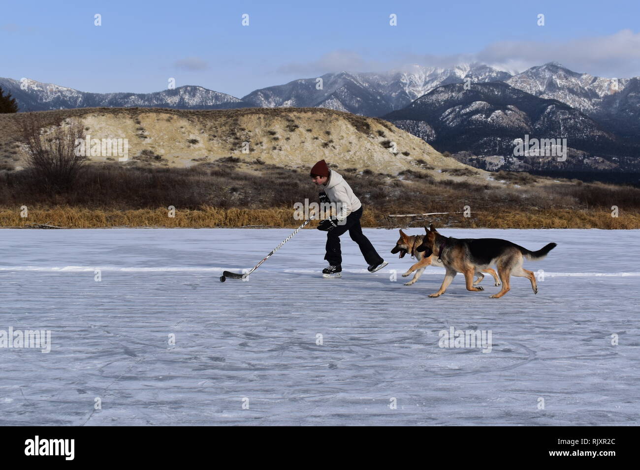 A man practices his stick handling, keeping the puck away from his dogs