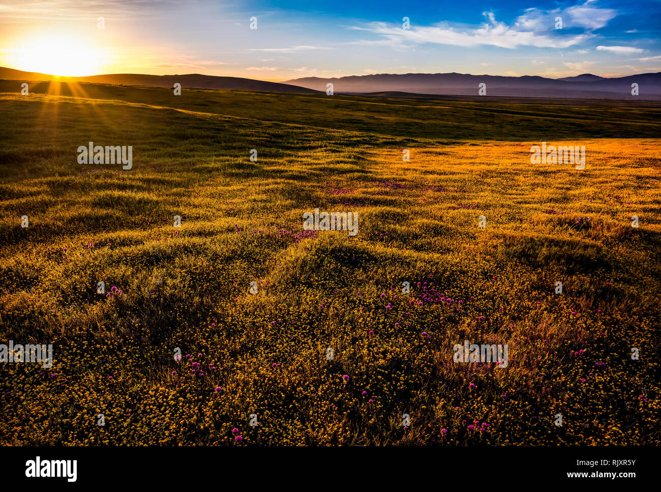 Mojave desert flowers hires stock photography and images Alamy