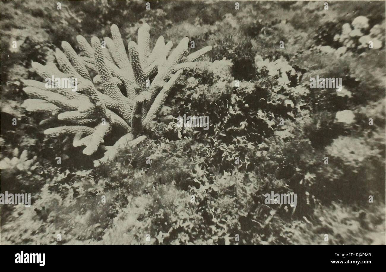 . Atoll research bulletin. Coral reefs and islands; Marine biology; Marine sciences. 18 A recently settled colony of Acropora humilis on a &quot;clean&quot; reef surface (back reef area, Ellison Reef; May, 1971). 19 A colony of a species of Acropora estimated to have settled in 1968 or 1969 on the seaward slope, north side of McCulloch Reef. The colony is surrounded by algae (July, 1971).. Please note that these images are extracted from scanned page images that may have been digitally enhanced for readability - coloration and appearance of these illustrations may not perfectly resemble the or Stock Photo