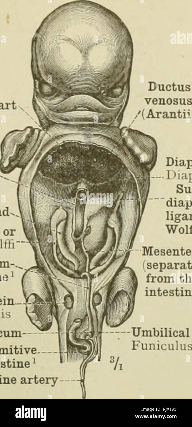 Umbilical Vein High Resolution Stock Photography and Images - Alamy