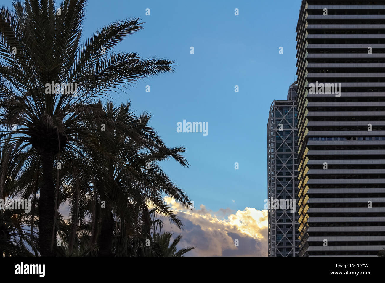 Palm trees modern buildings hi-res stock photography and images - Alamy