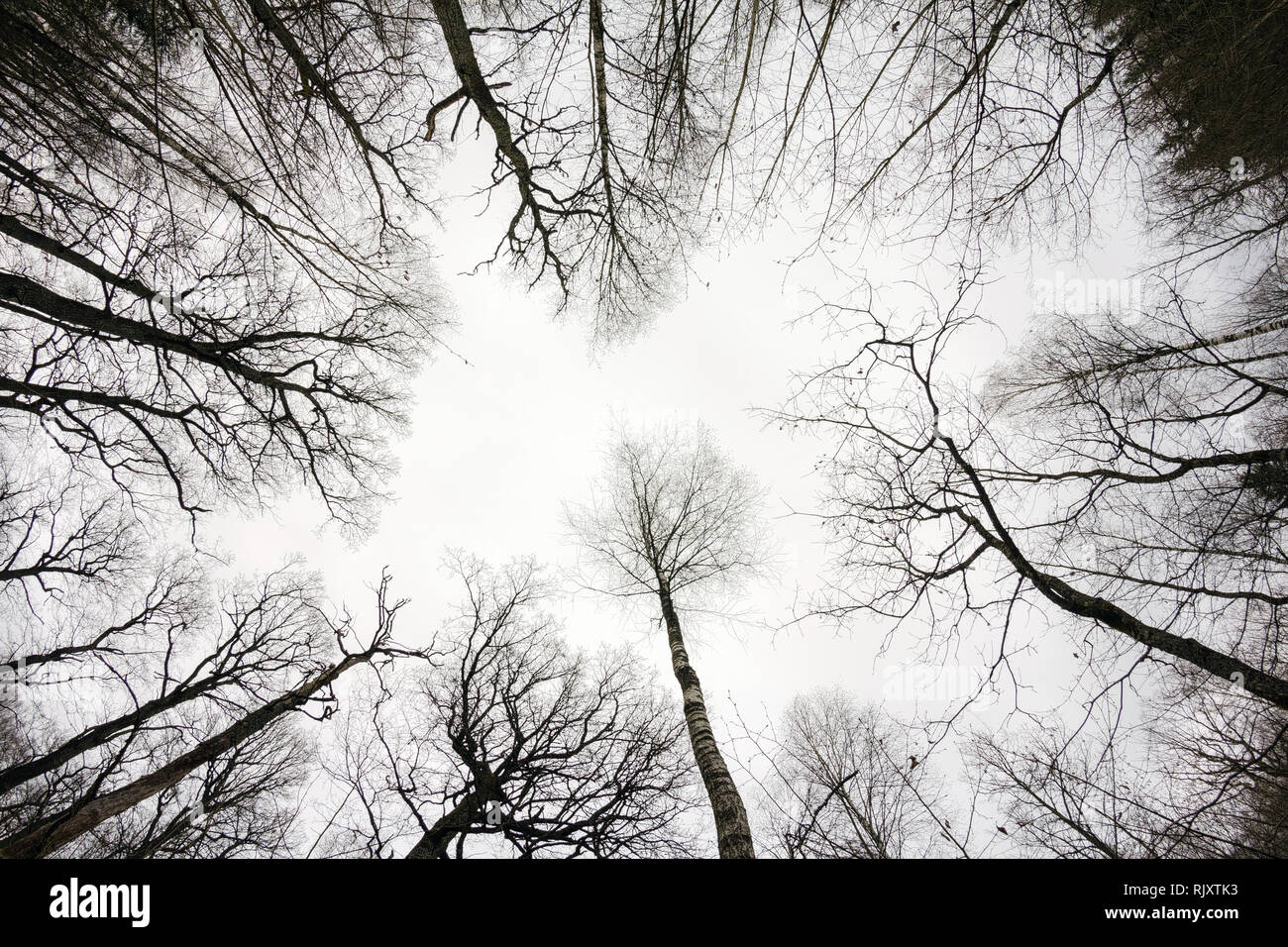 Forest canopy fisheye hi-res stock photography and images - Alamy