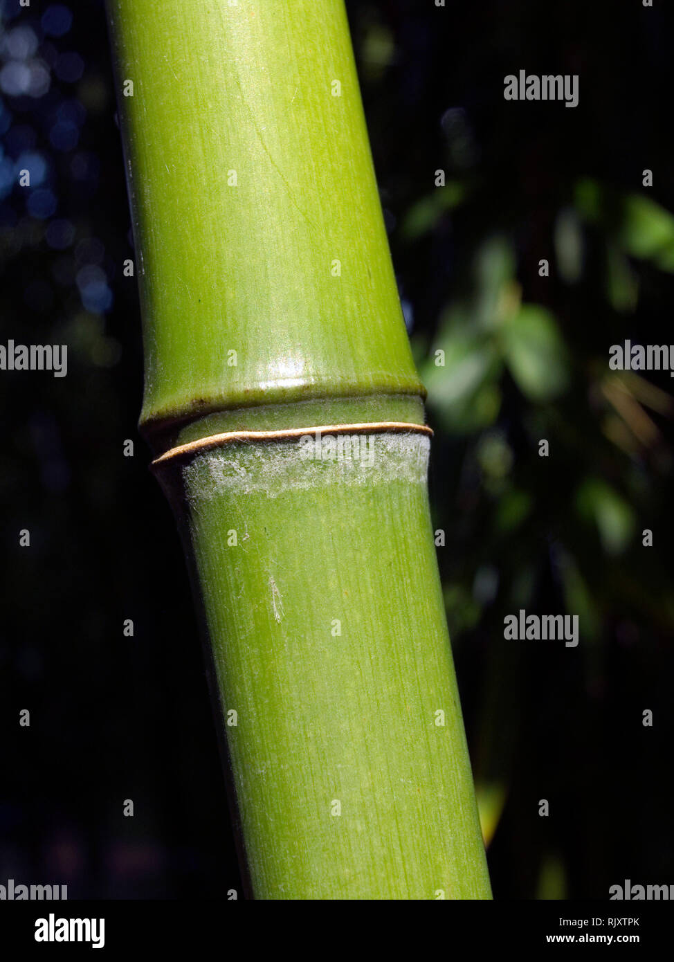 Green Glaucous Bamboo Stock Photo