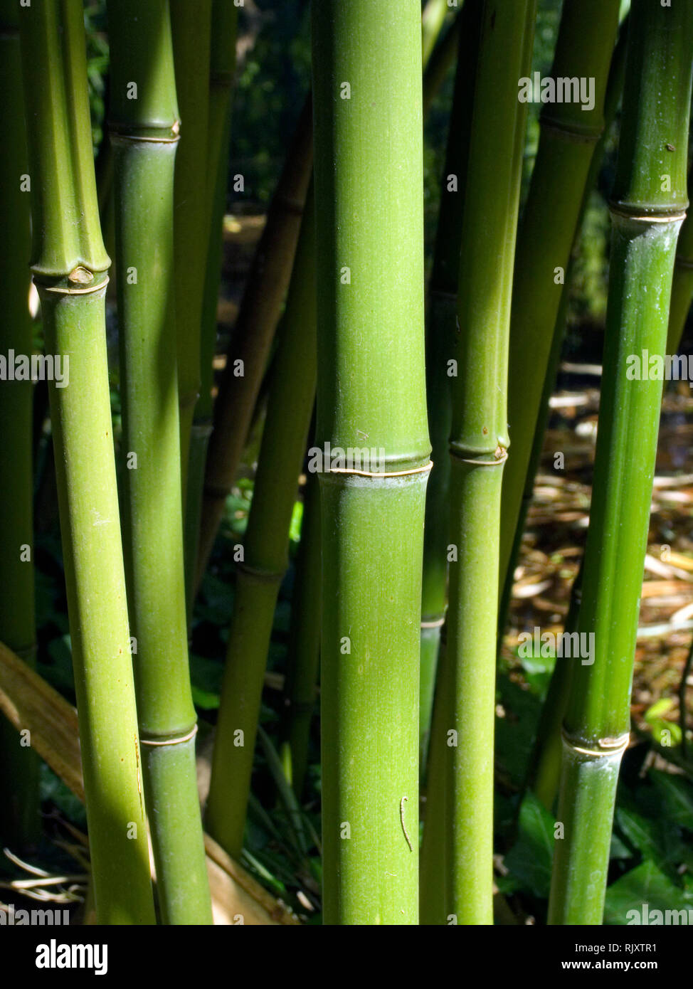 Green Glaucous Bamboo Stock Photo